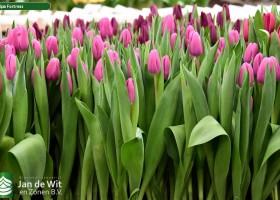 Tulipa Fortress ® (2)